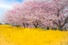 桜と菜の花のコントラスト