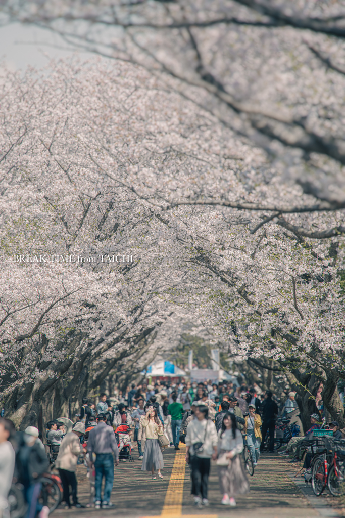 葛西臨海公園の桜並木