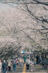 葛西臨海公園の桜並木