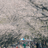 葛西臨海公園の桜並木
