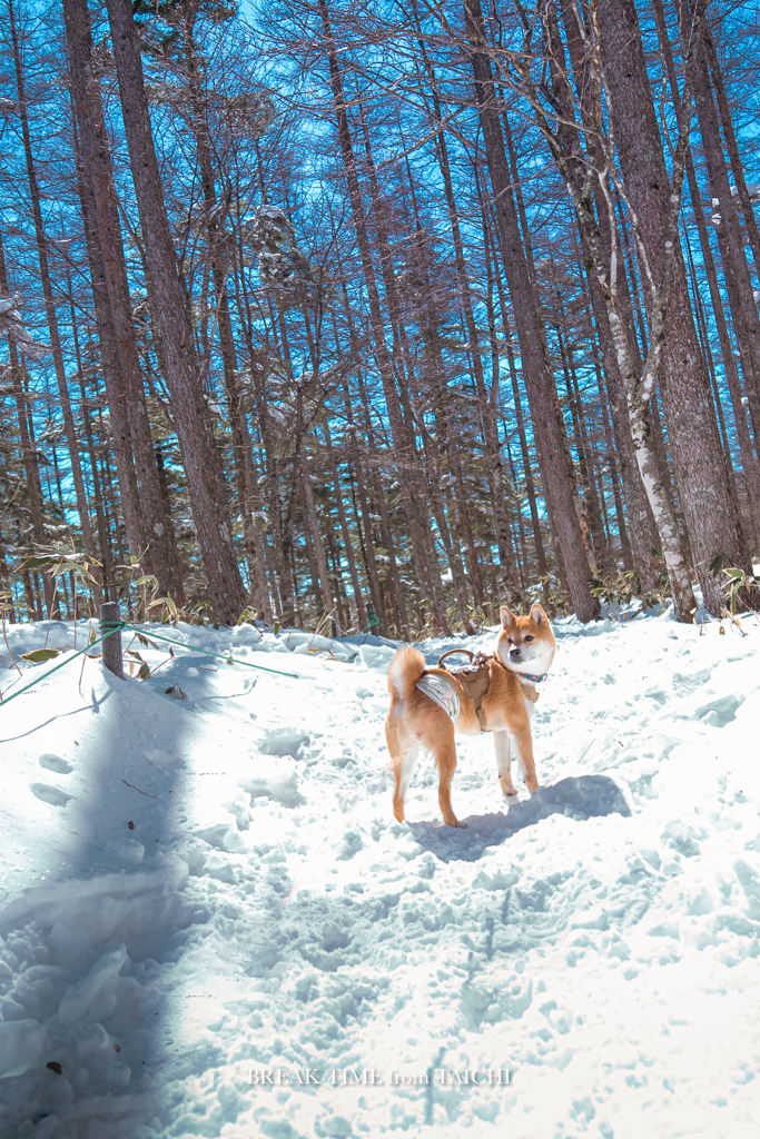 雪と柴犬