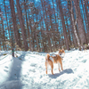 雪と柴犬