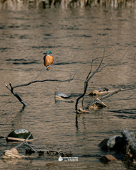 カワセミ