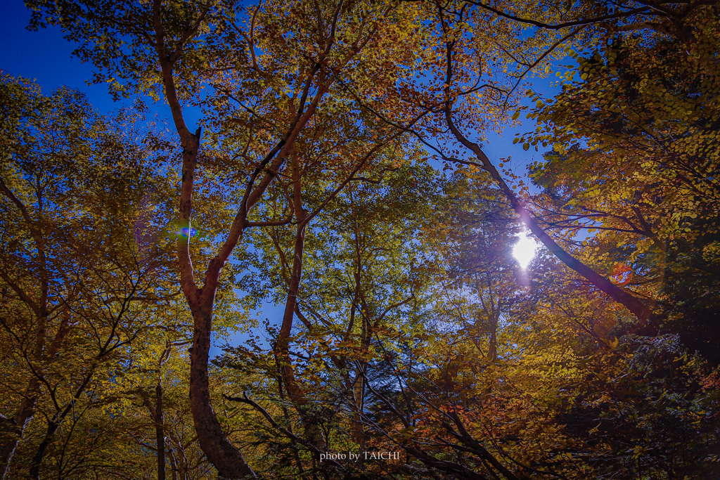 紅葉に覆われた世界