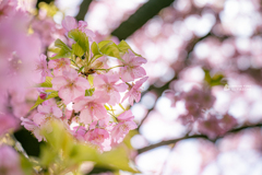 河津桜
