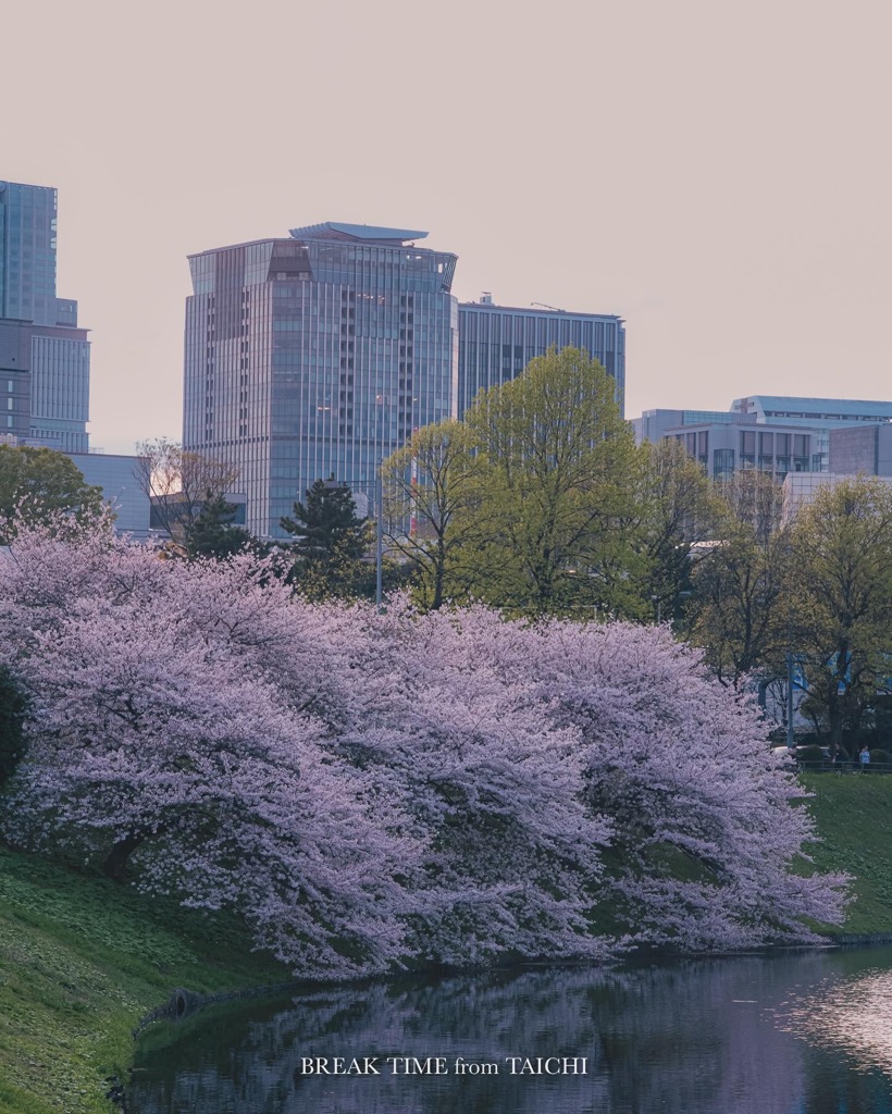 皇居の桜