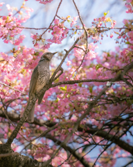 ヒヨドリと河津桜①