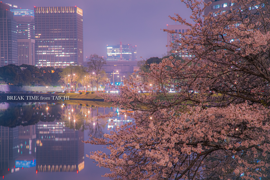 都内の夜桜と夜景