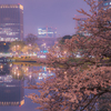 都内の夜桜と夜景