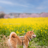 柴犬と菜の花畑