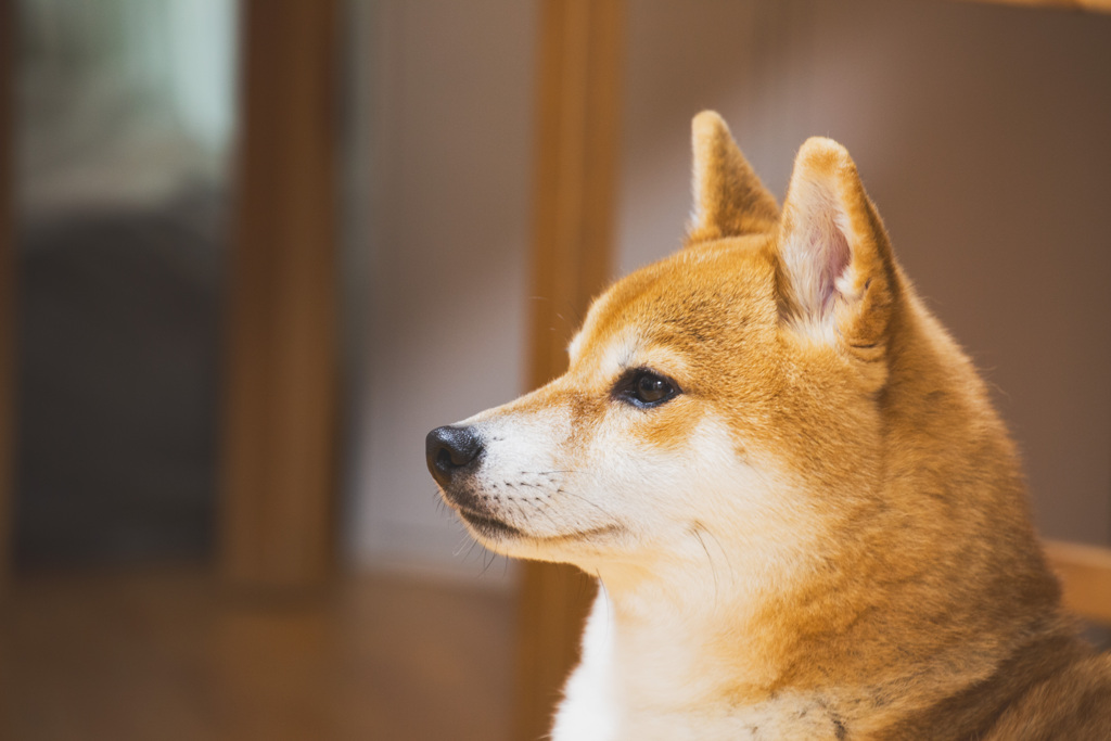 たそがれ柴犬マル