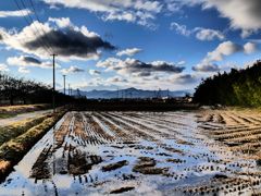 お正月の田んぼ