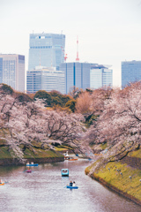 千鳥ヶ淵の桜
