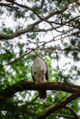井の頭公園のオオタカ