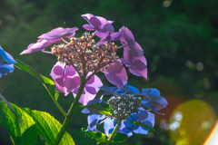 見上げた紫陽花
