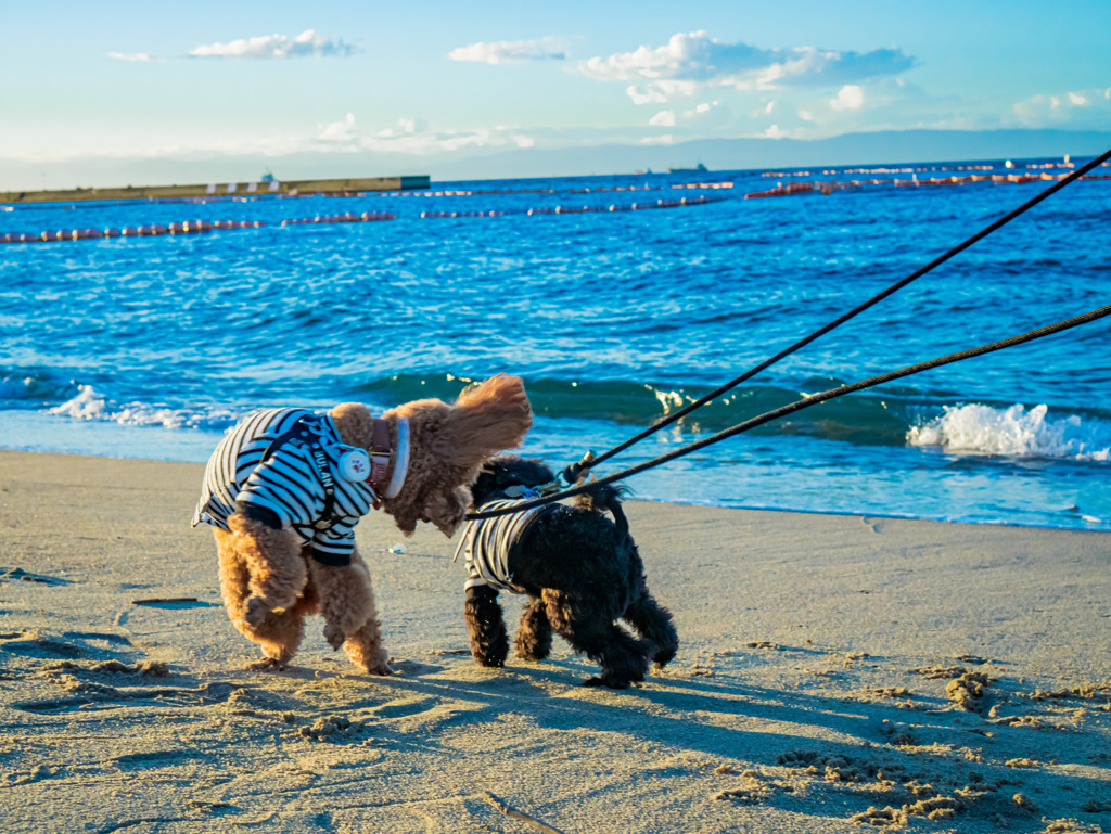 早朝の海岸