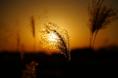 DSC07220