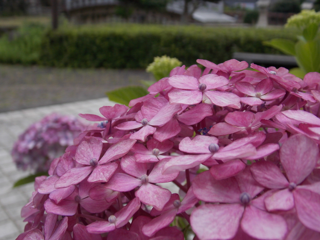 紫陽花 山紫陽花 '大虹' | Hydrangea serrata 'ooniji' | かぎけん花図鑑