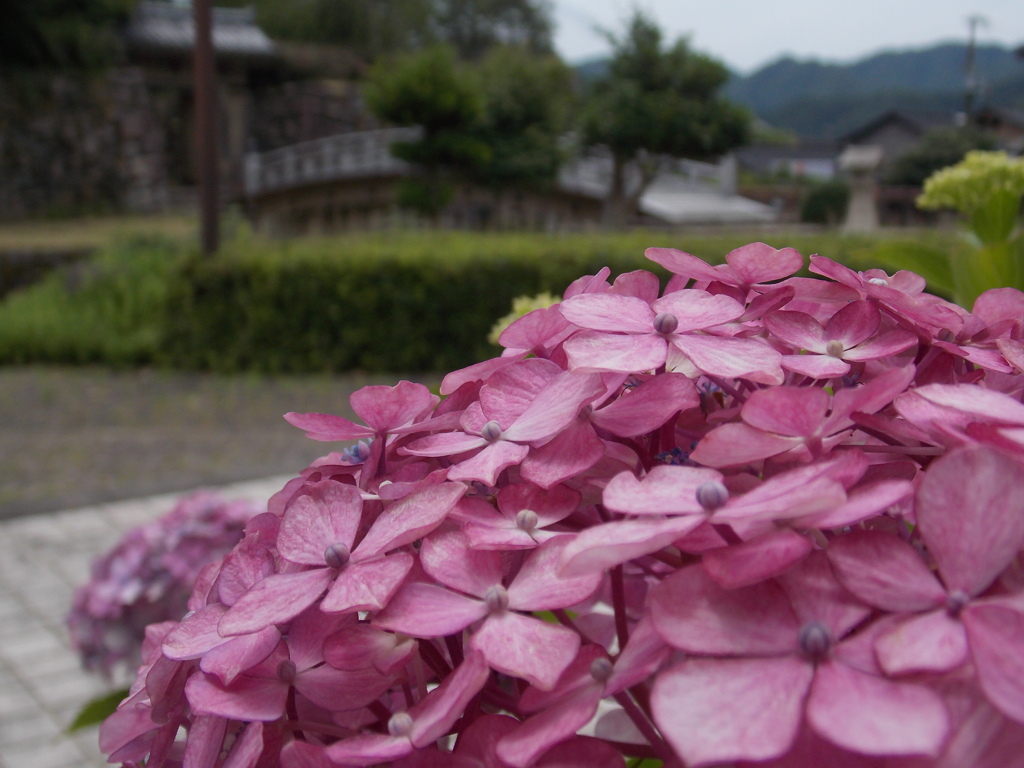 紫陽花 秋色紫陽花 月虹~げっこう~ ピンク16cmポット✨ 移ろい 美しい秋色へ