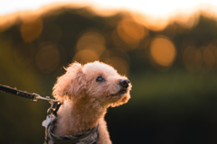愛犬