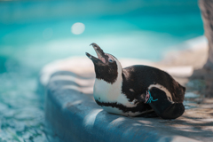 上野動物園ペンギン
