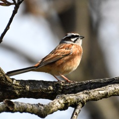 Meadow Bunting