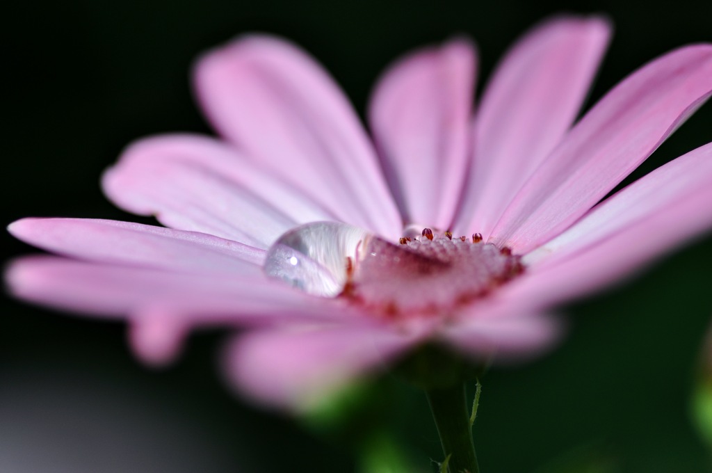 Cineraria