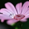 Cineraria