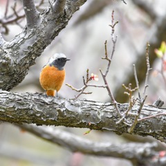 Daurian Redstart