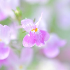 Linaria