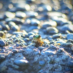 tree frog