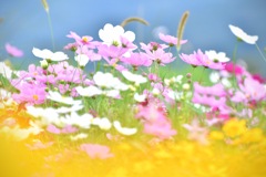 Cosmos
