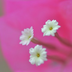 Bougainvillea