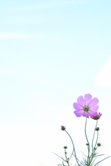 Cosmos