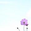 Cosmos