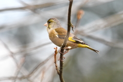 Oriental Greenfinch