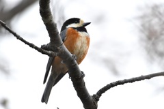 Varied tit