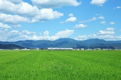 えち鉄の夏