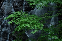 Ryūsōgataki