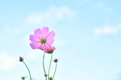 Cosmos
