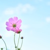 Cosmos