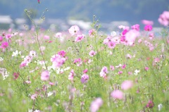 Cosmos