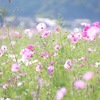 Cosmos