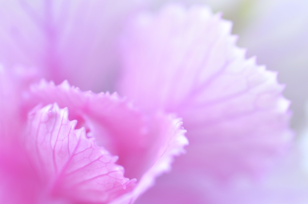 Ornamental Cabbage
