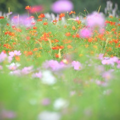 Cosmos