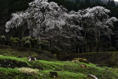 SAKURA