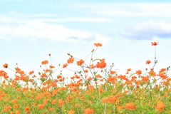 Cosmos