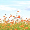 Cosmos