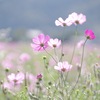 Cosmos