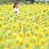Sunflowers and You